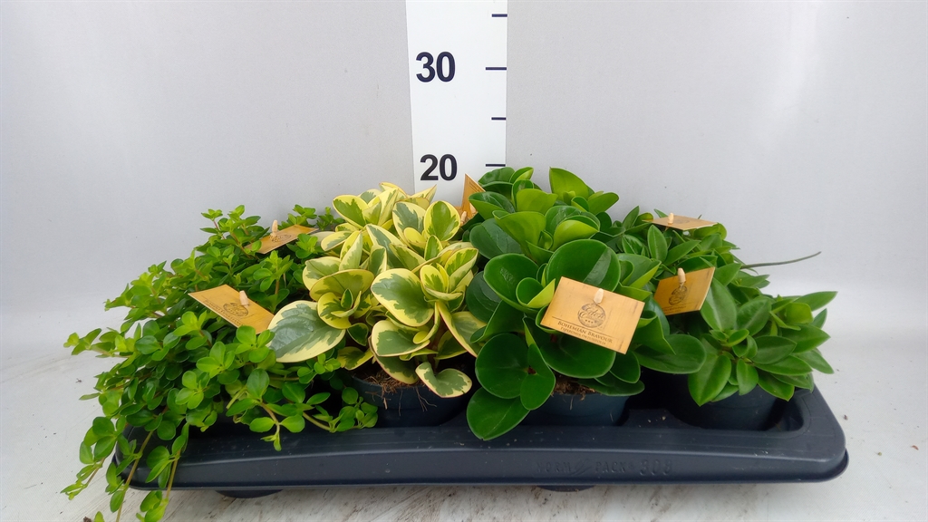 Peperomia Mix 12Ø 20cm