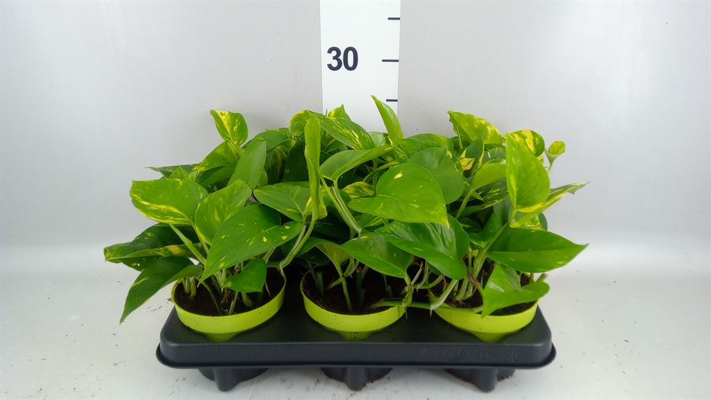 Epipremnum Aureum 12Ø 25cm