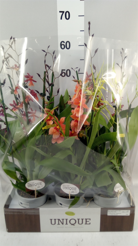 Burrageara Nelly Isler 12Ø 60cm