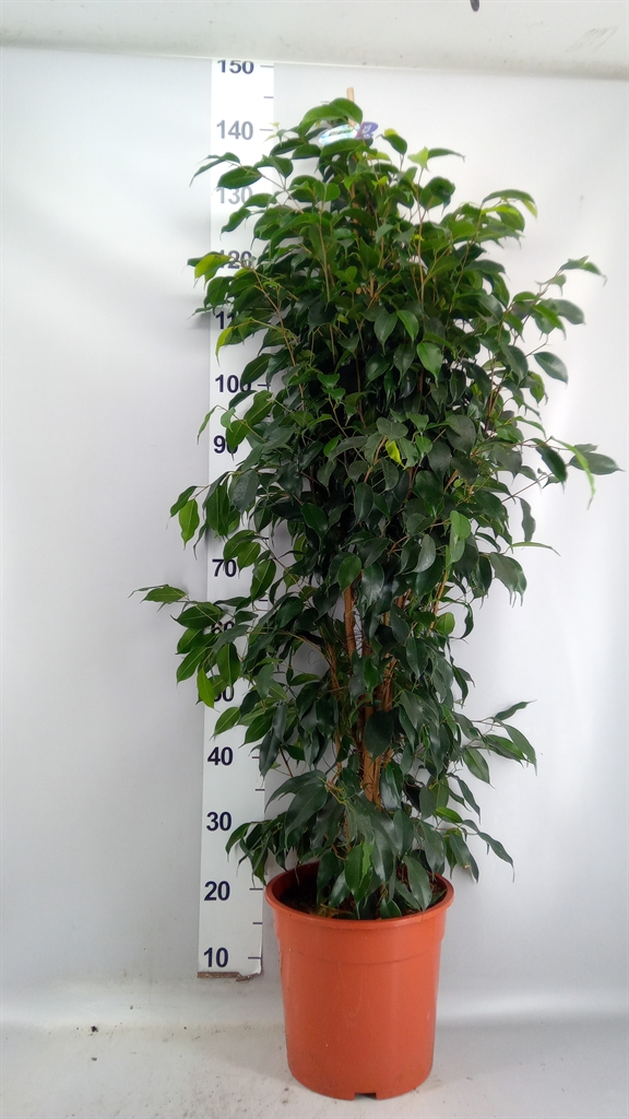 Ficus Benjamina Danielle 27Ø 150cm