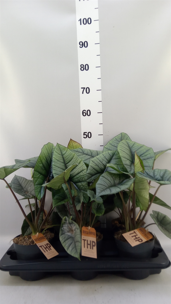 Alocasia Platinum 14Ø 30cm