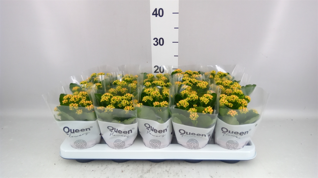 Kalanchoe Double Rose Flowers Agnes 9Ø 17cm