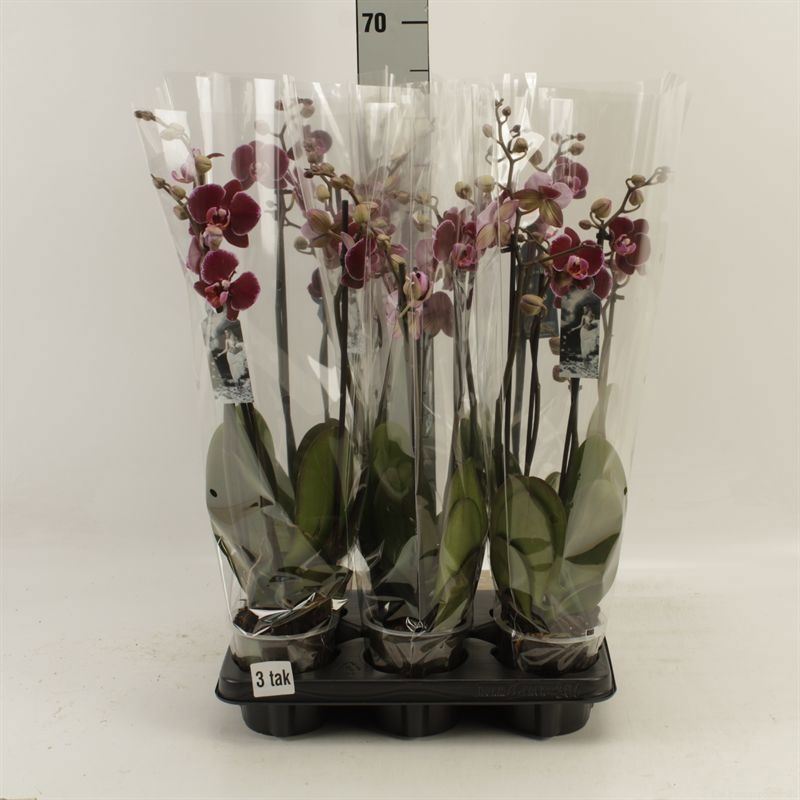 Phalaenopsis Montpellier 12Ø 55cm 3st