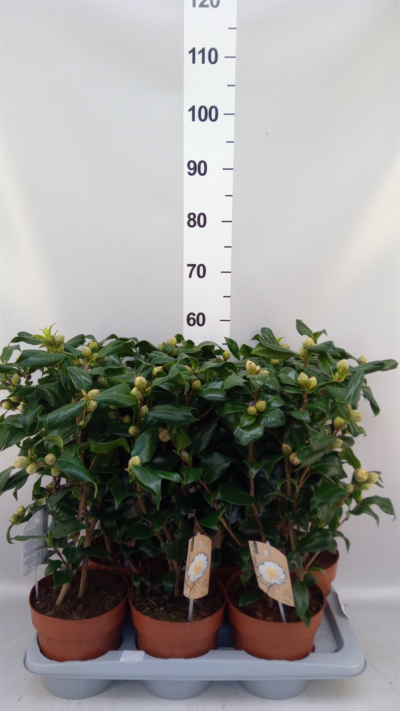 Camellia Japonica Brushfields Yellow 17Ø 55cm