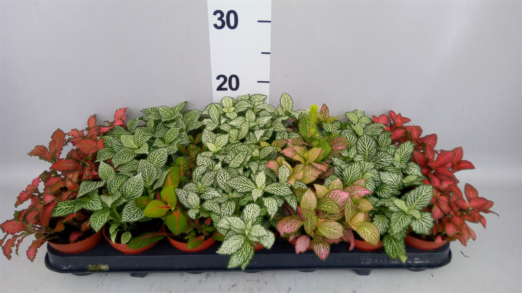 Fittonia Mix 7 Colours 8Ø 12cm
