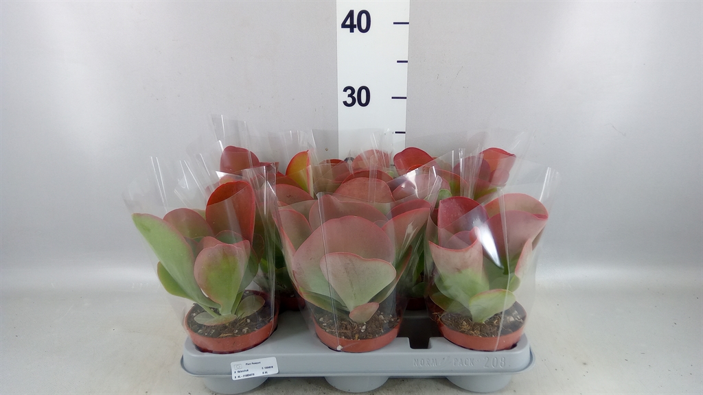 Kalanchoe Red Lips 10Ø 17cm