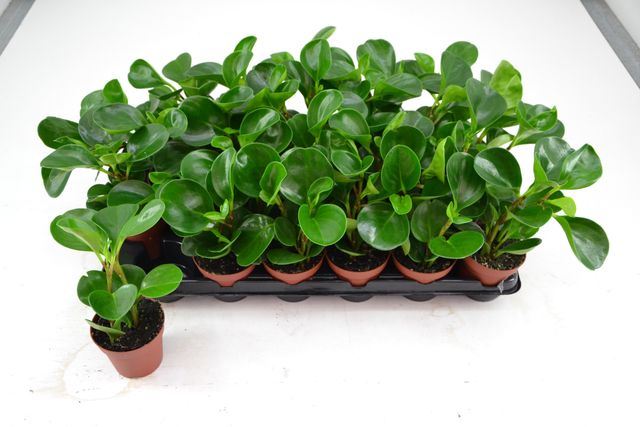 Peperomia Clusiifolia Red Margin 8Ø 15cm