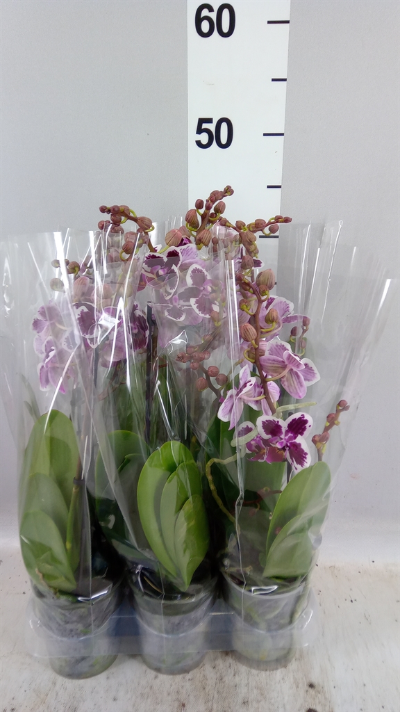 Phal Mf Ov 9Ø 35cm