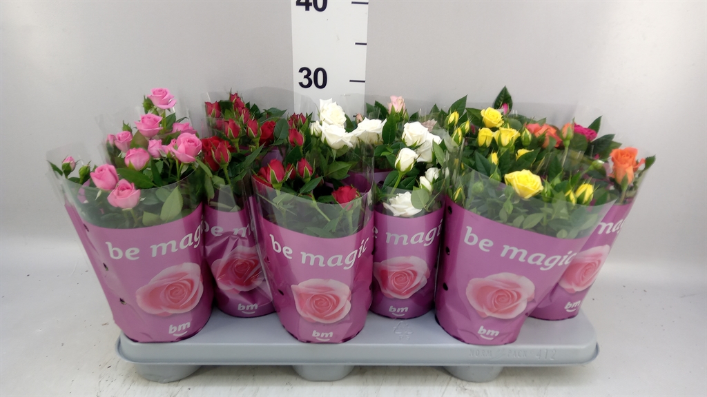 Rosa Beau Monde Mix 10Ø 25cm