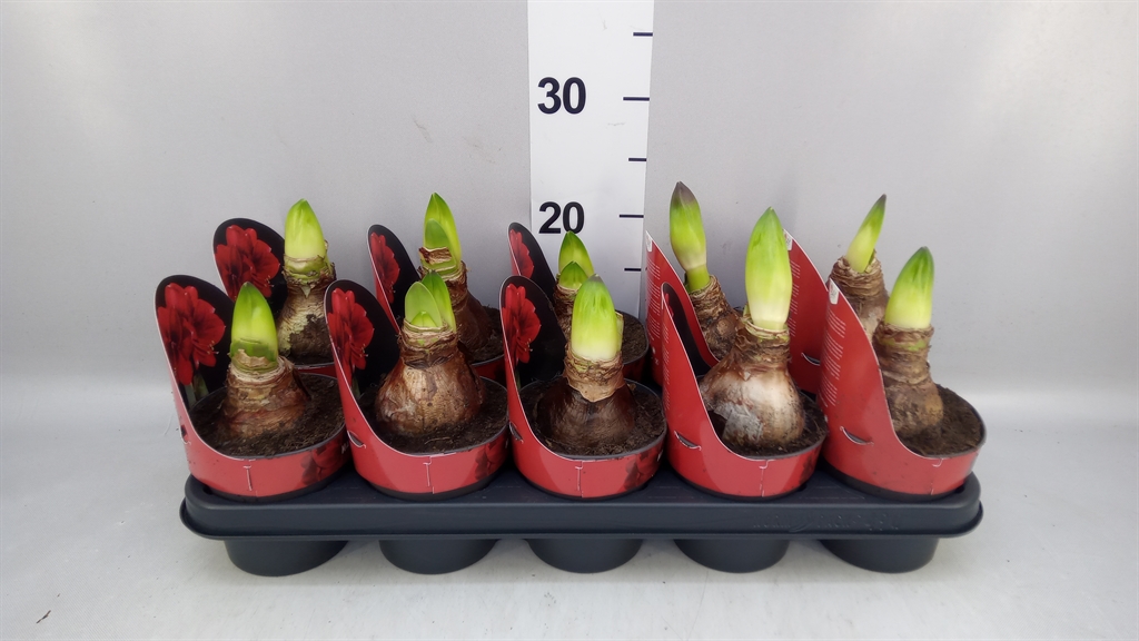 Hippeastrum Magnum 12Ø 25cm