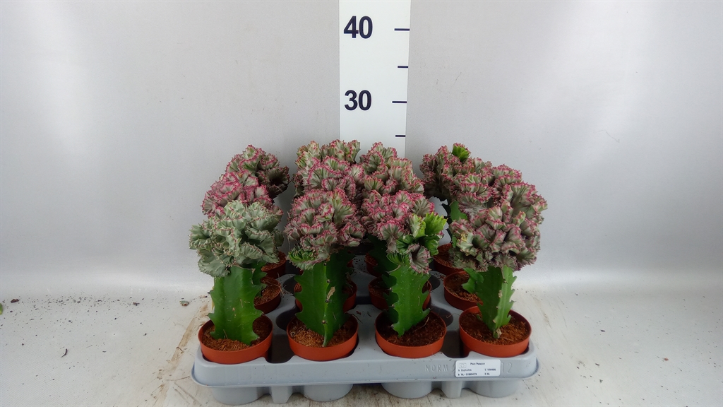 Euphorbia Lactea 8Ø 20cm