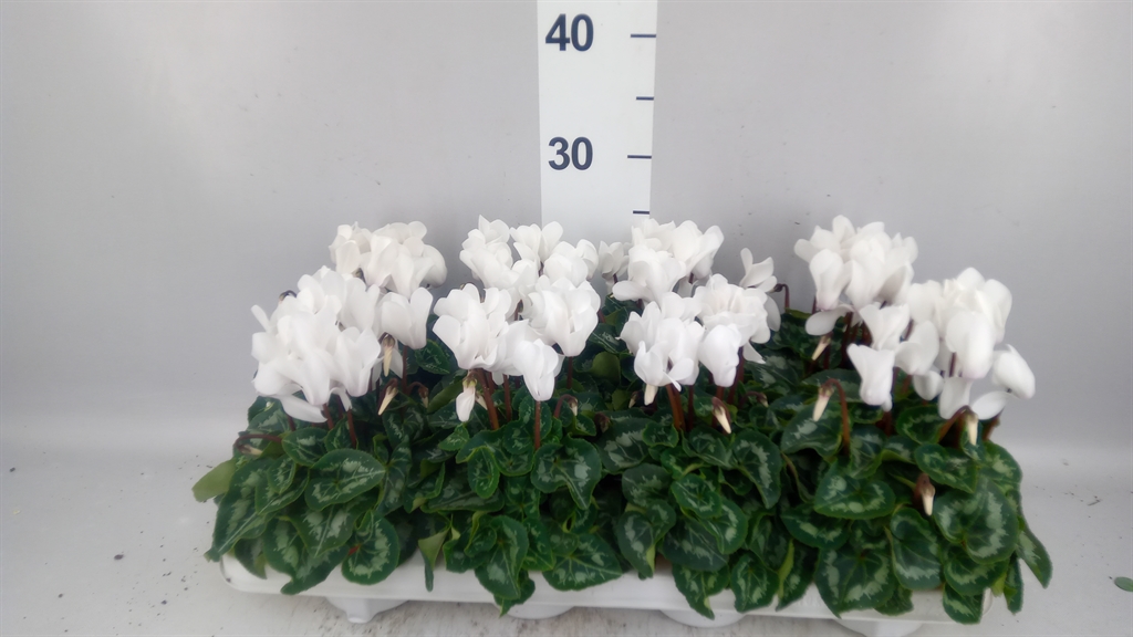 Cyclamen Super Serie Allure 10Ø 20cm