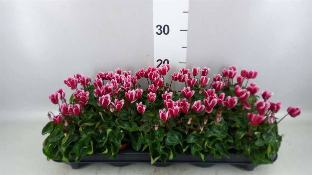 Cyclamen Midi Super Serie Allure Fuji 9Ø 18cm
