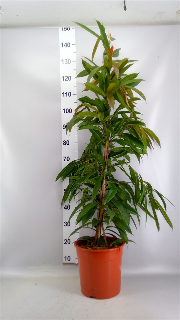 Ficus Amstel King 27Ø 140cm