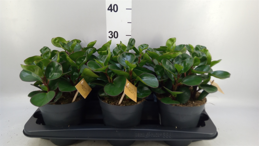 Peperomia Obtusifolia Burning Bush 15Ø 25cm
