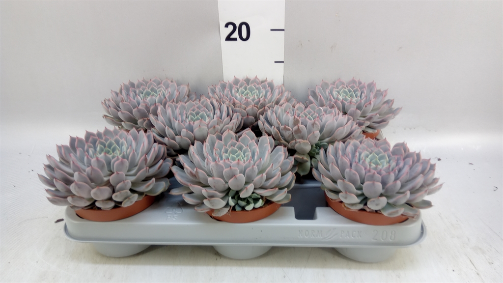 Echeveria Cuspidata 10Ø 10cm
