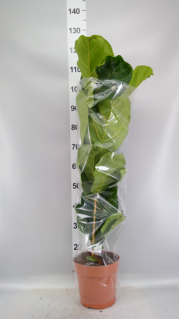 Ficus Lyrata 21Ø 110cm