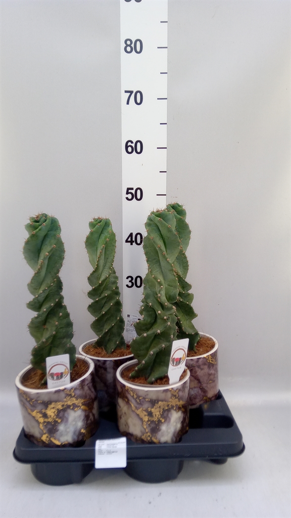 Cereus 14Ø