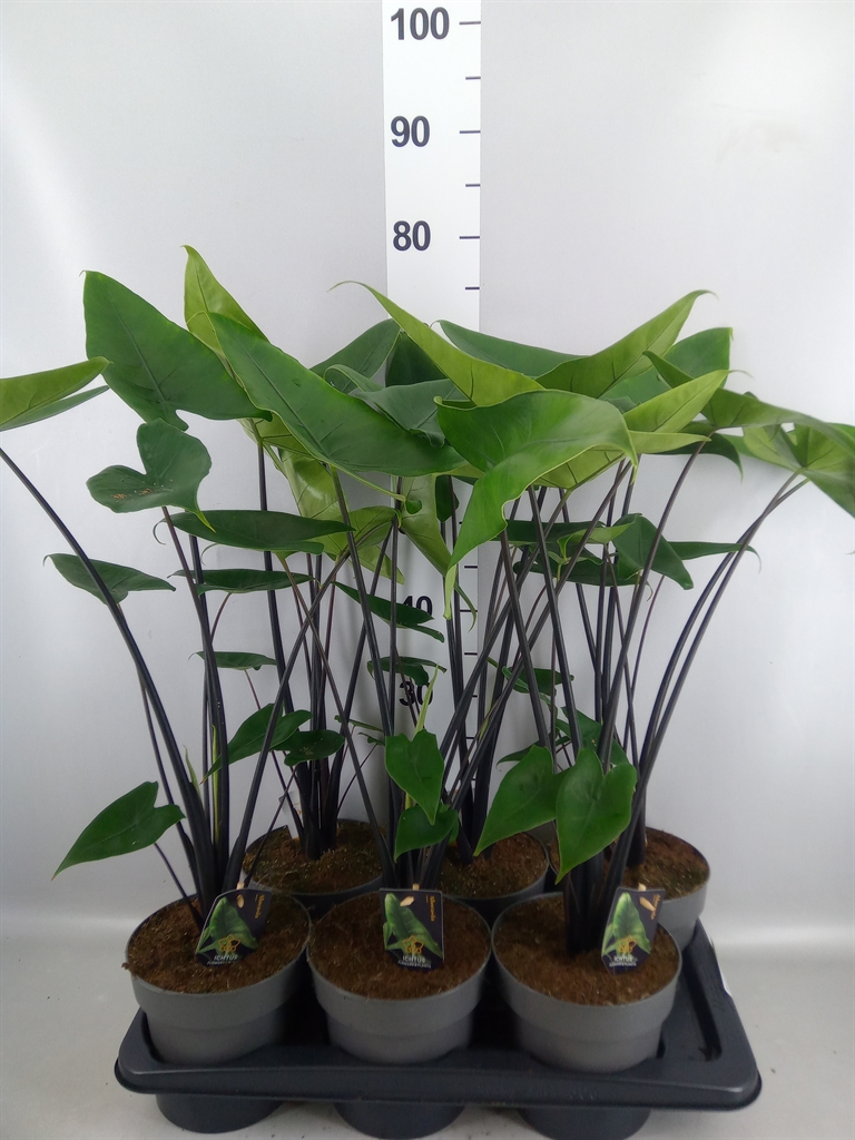 Alocasia Black Zebrina 17Ø 60cm