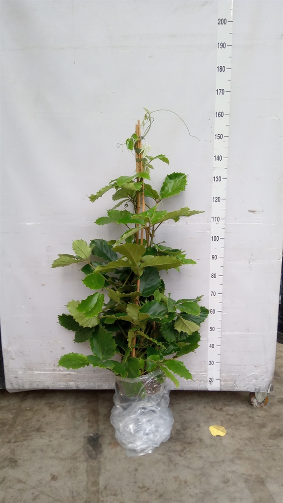 Tetrastigma Voinieri 27Ø 150cm