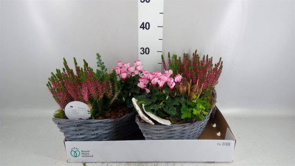 Arrangement Garden Plants 42Ø