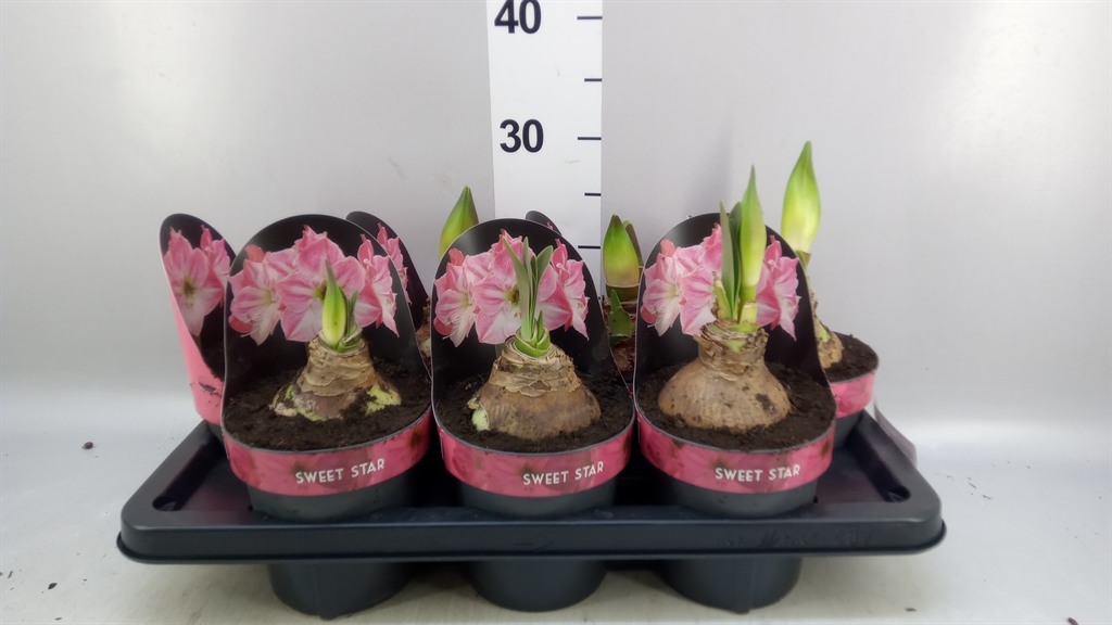 Hippeastrum Sweet Star 14Ø 25cm