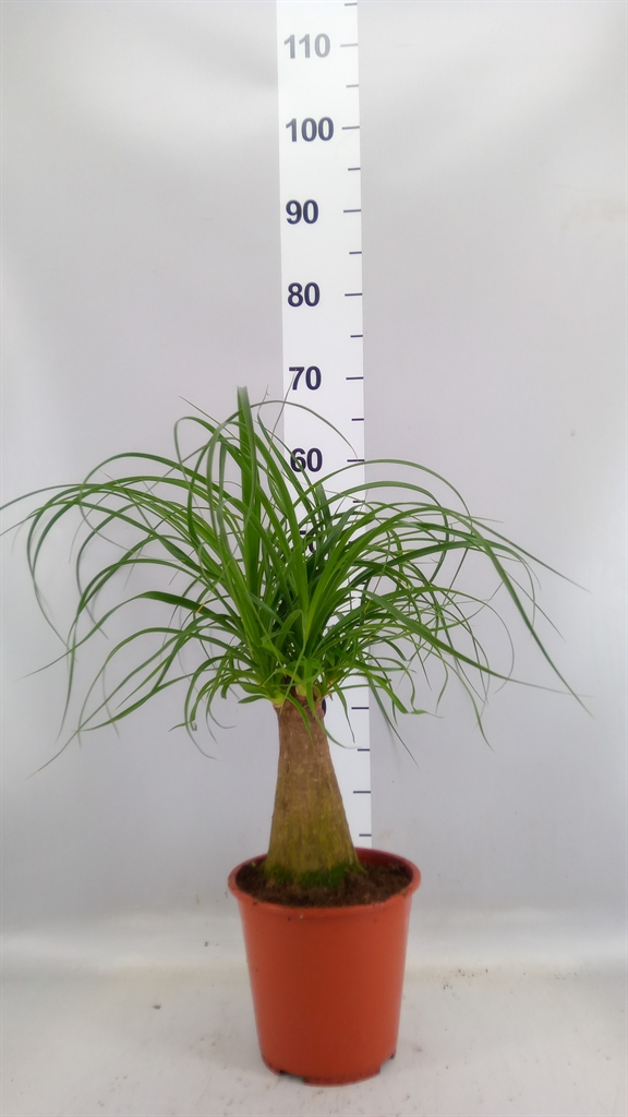 Beaucarnea Recurvata 19Ø 60cm