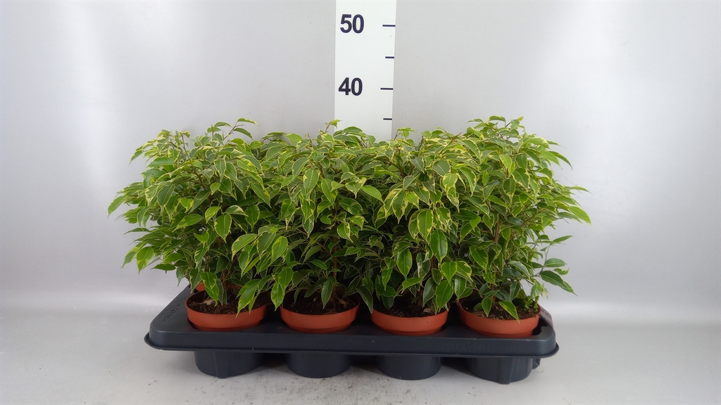 Ficus Benjamina Kinky 12Ø 33cm