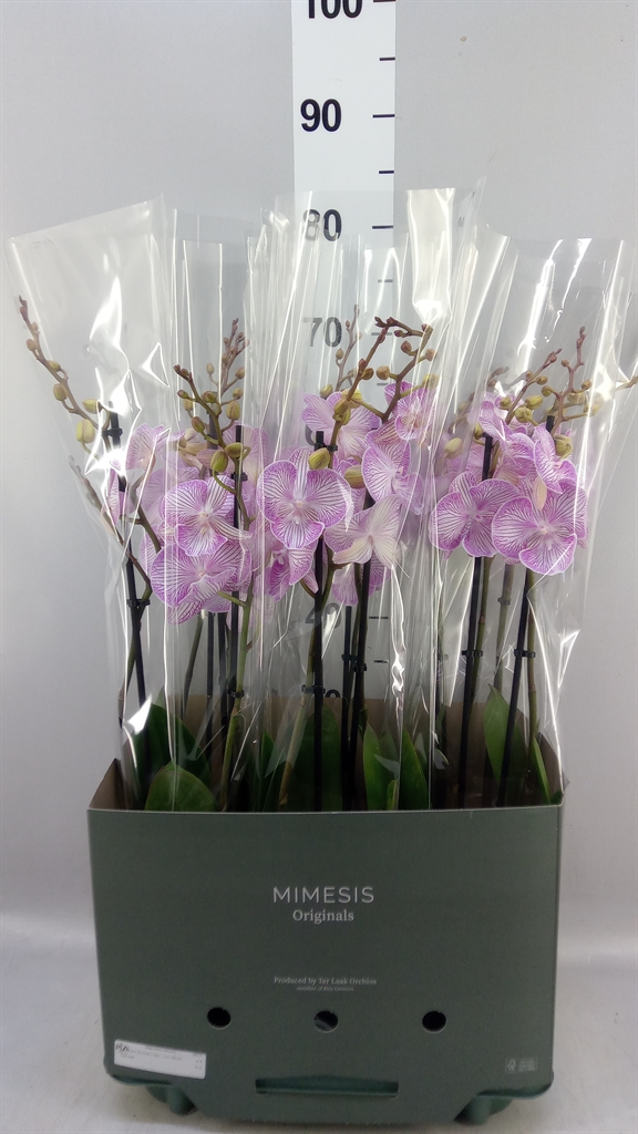 Phal Ov 12Ø 70cm