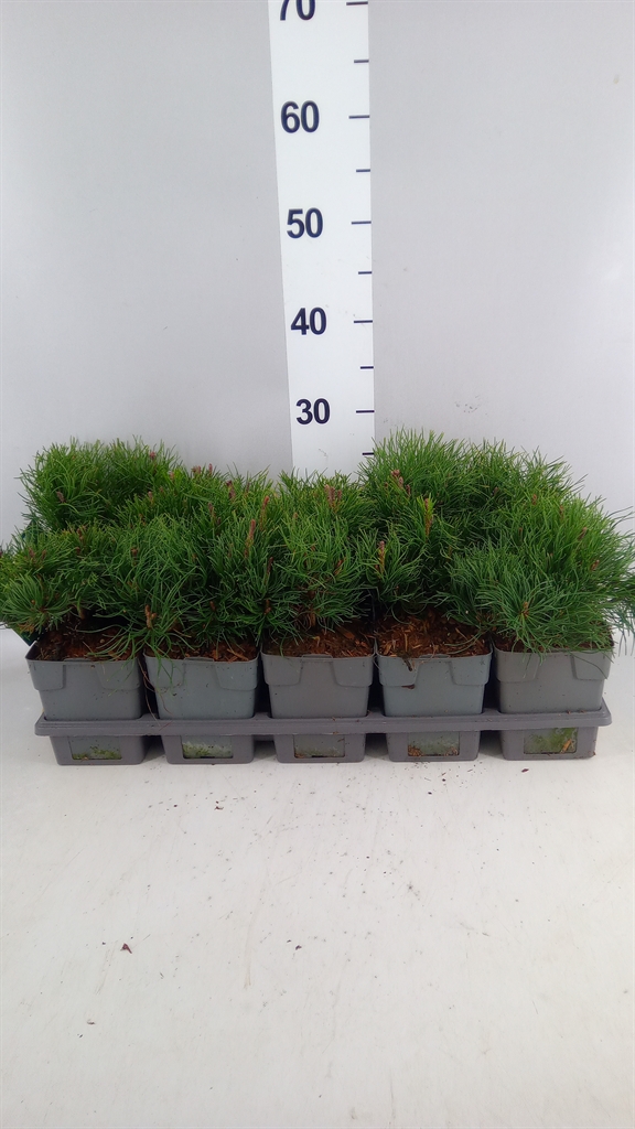 Pinus Mugo 12Ø 20cm
