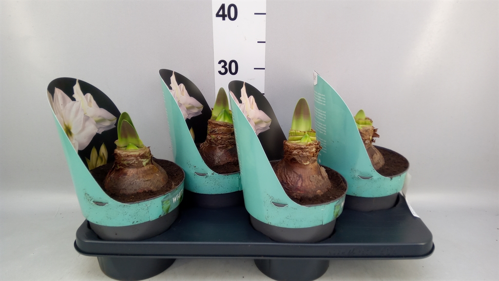 Hippeastrum White Star 17Ø 25cm