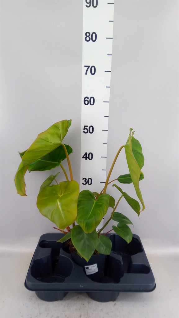 Phil Overig 14Ø 45cm