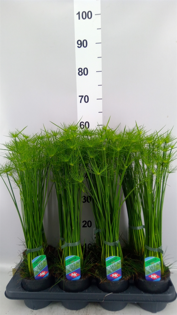 Cyperus Haspan 12Ø 55cm