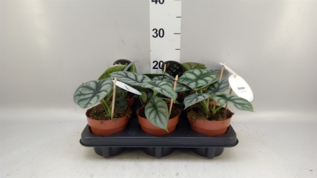 Alocasia Overig 12Ø 25cm