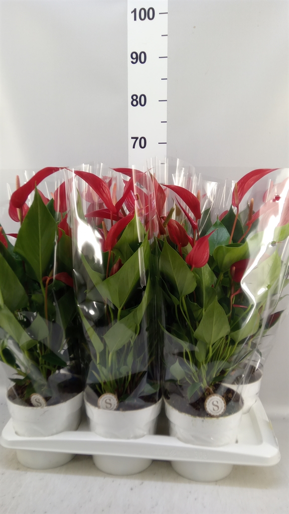 Anthu Banderola Roja 17Ø 55cm