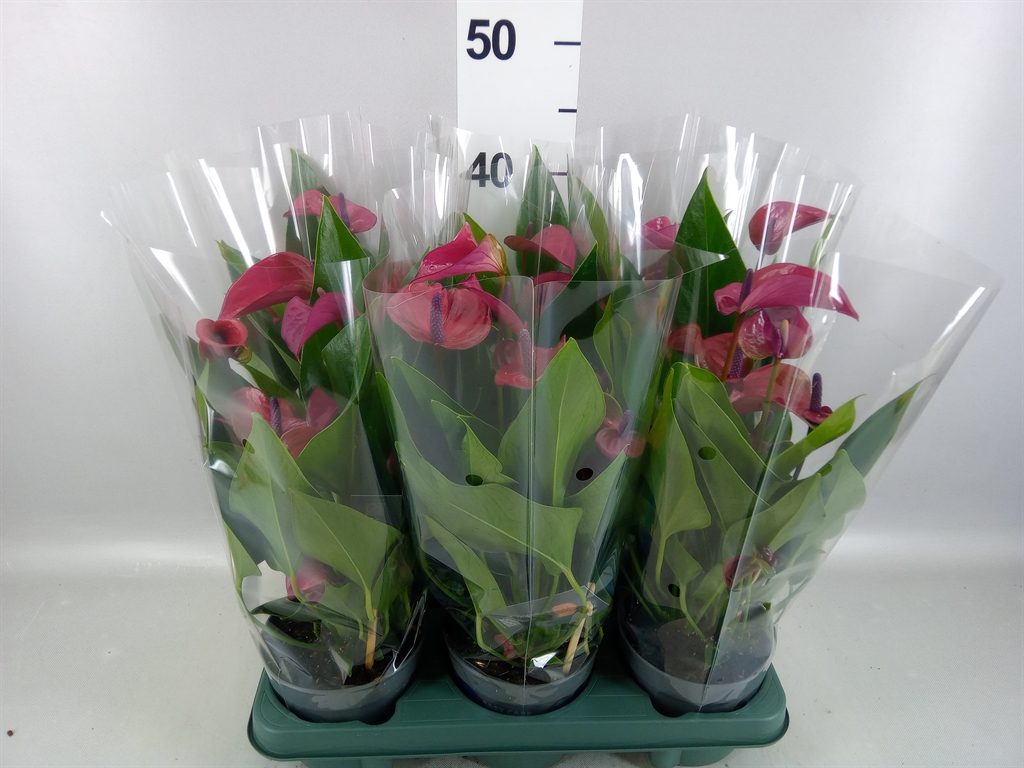 Anthurium Karma Purple 12Ø 40cm