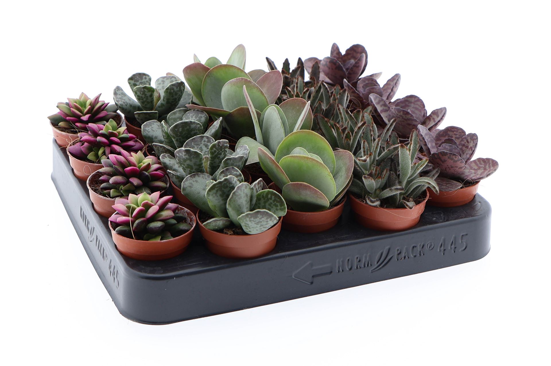 Succulenten Overig 505Ø