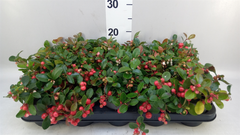 Gaultheria Big Berry 10Ø 20cm