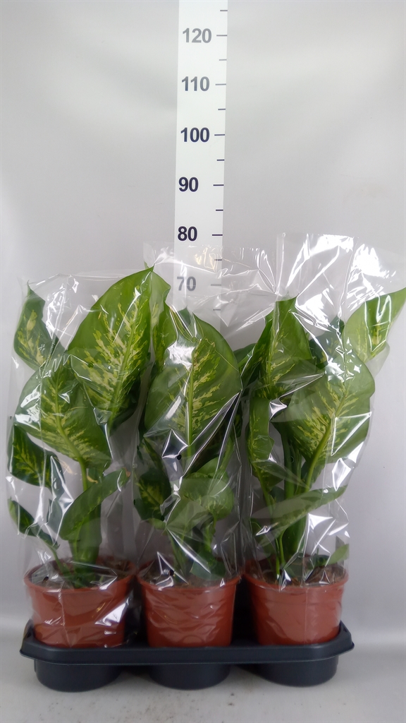 Dieffenbachia Tropic Snow 19Ø 70cm