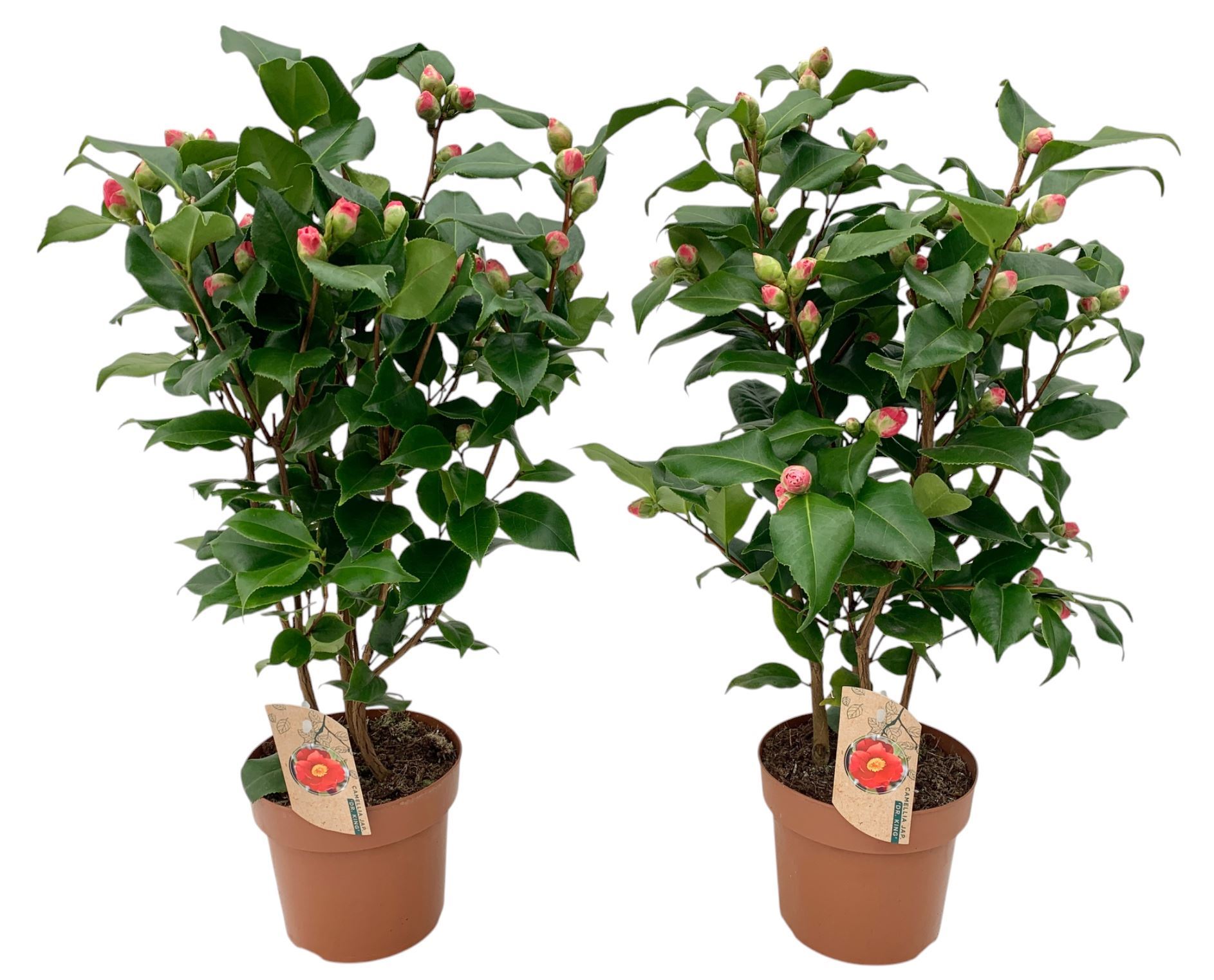 Camellia Japonica Dr King 17Ø 60cm