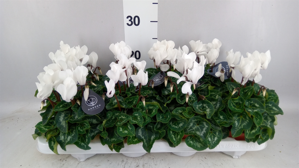 Cyclamen Midi Garden 10Ø 20cm