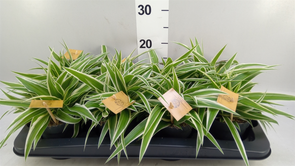 Chlorophytum Ocean 12Ø 25cm