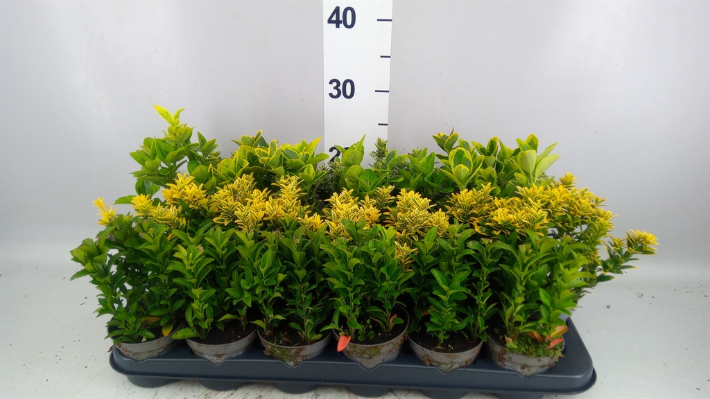 Euonymus Mix 9Ø 25cm