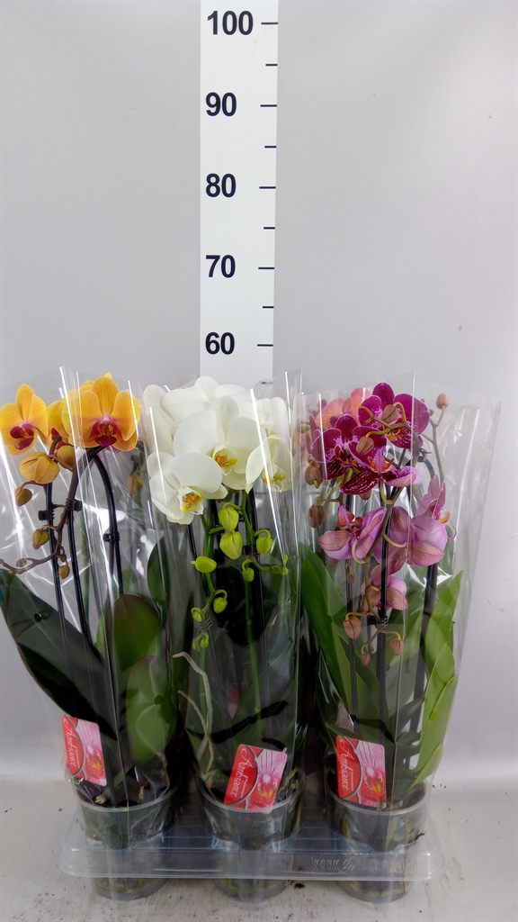 Phal El Cascade 12Ø 45cm