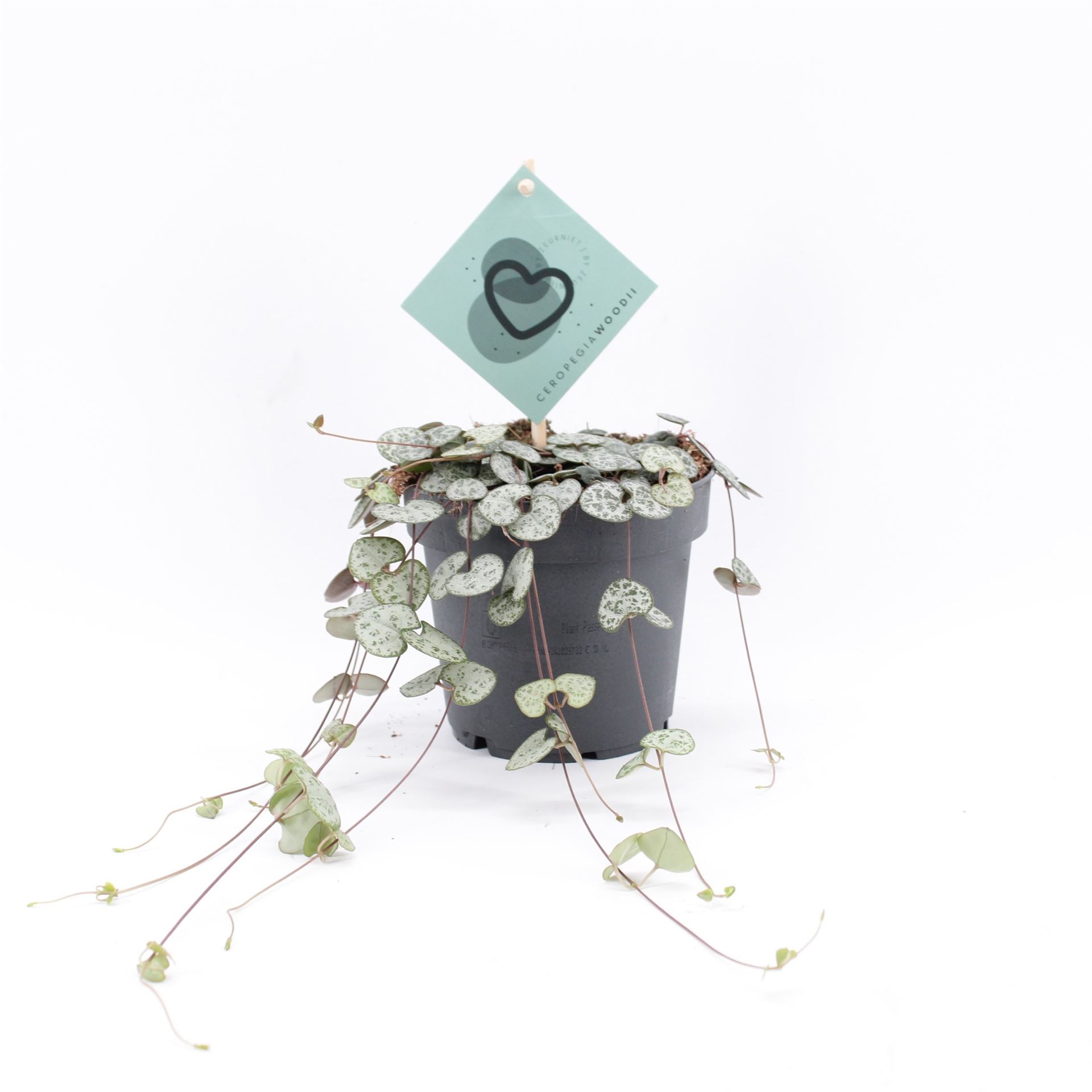 Ceropegia Woodii Sup 12Ø 10cm