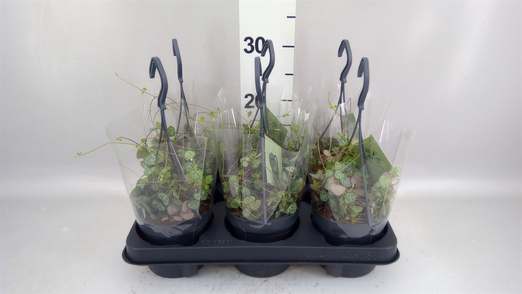Ceropegia Woodii Sup 12Ø 32cm