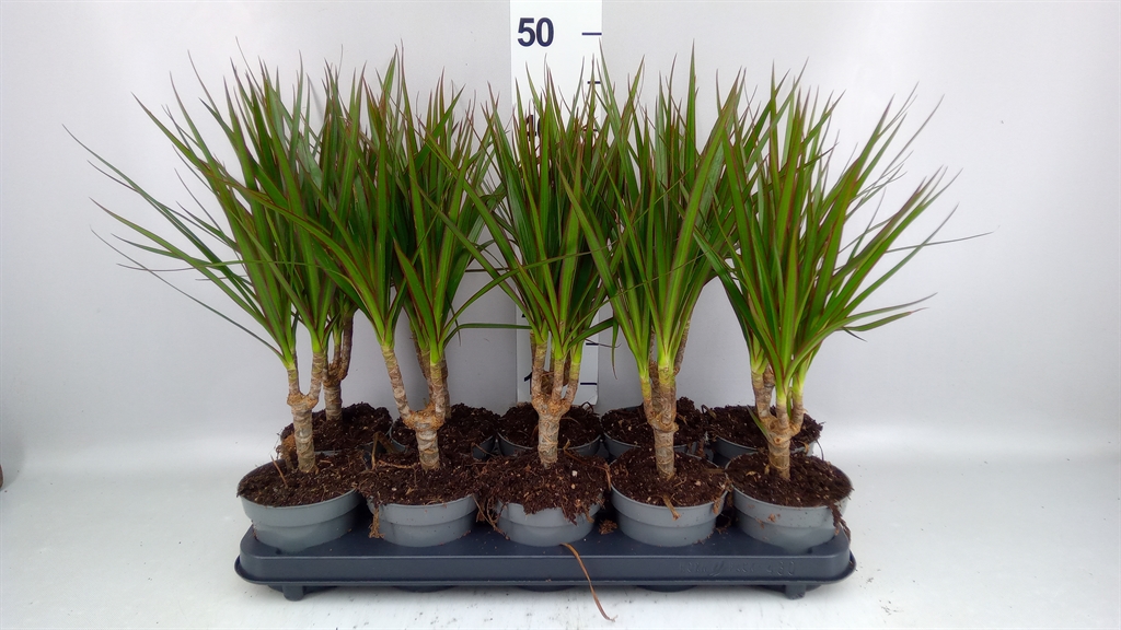 Dracaena 12Ø 40cm
