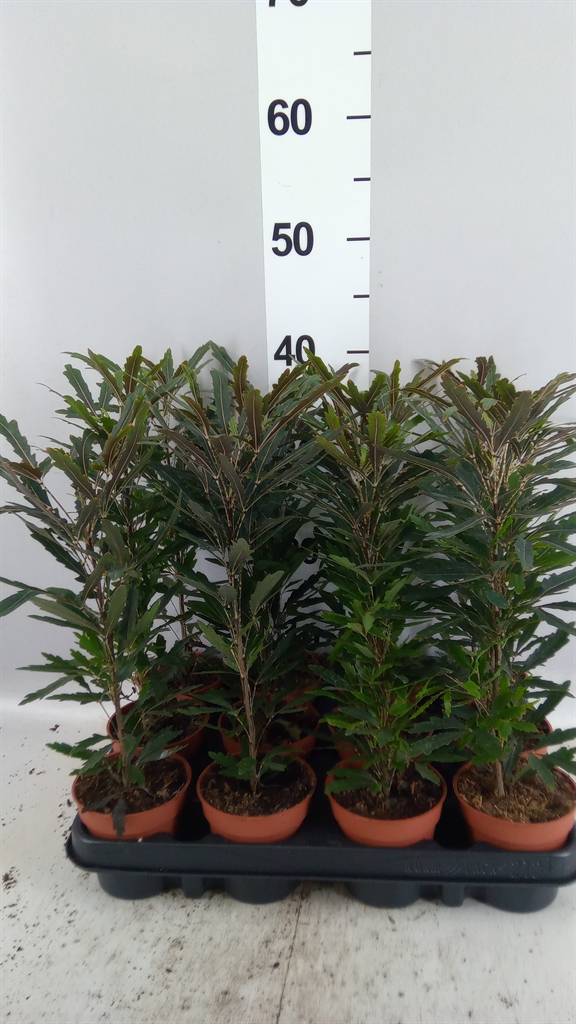 Dizygotheca Castor 9Ø 34cm