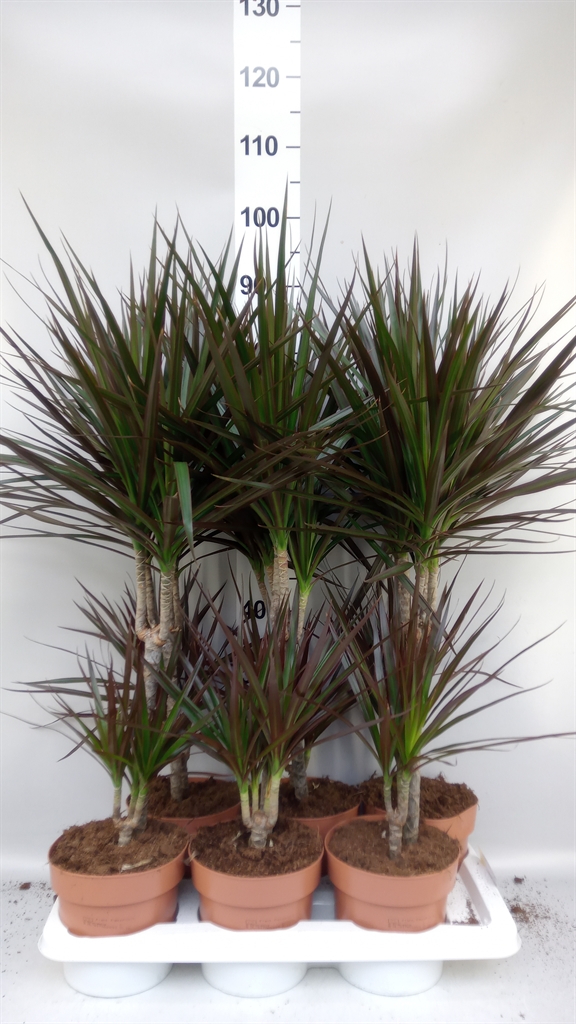 Dracaena Magenta 17Ø 70cm