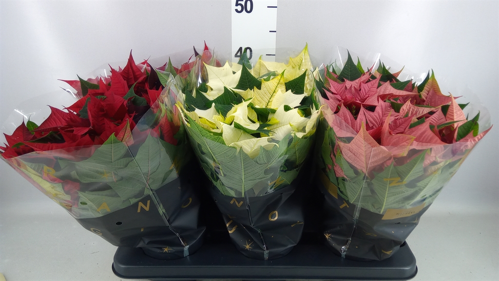 Euphor P Gemengd 13Ø 30cm